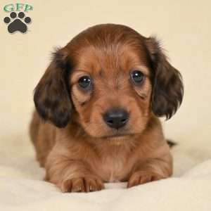 Remmi, Dachshund Puppy